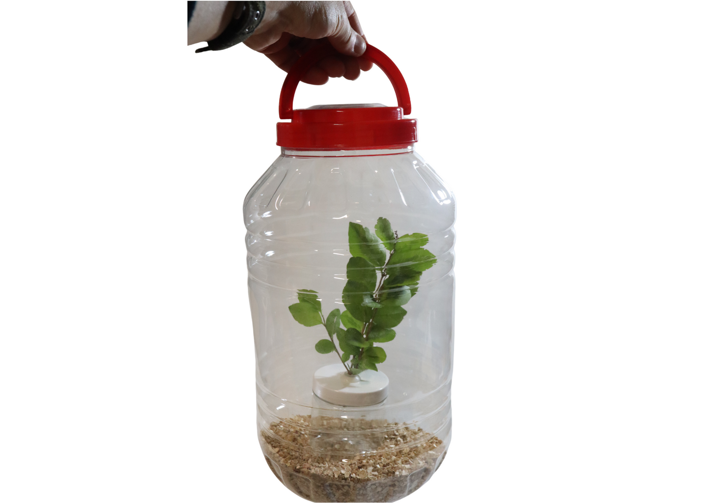 XXL Praying Mantis Jar Including Substrate & Twig Pot Fine Mesh
