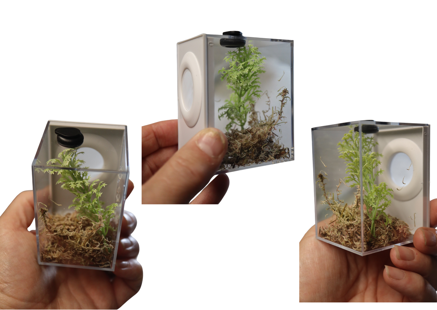 Micro Arboreal Rearing Box