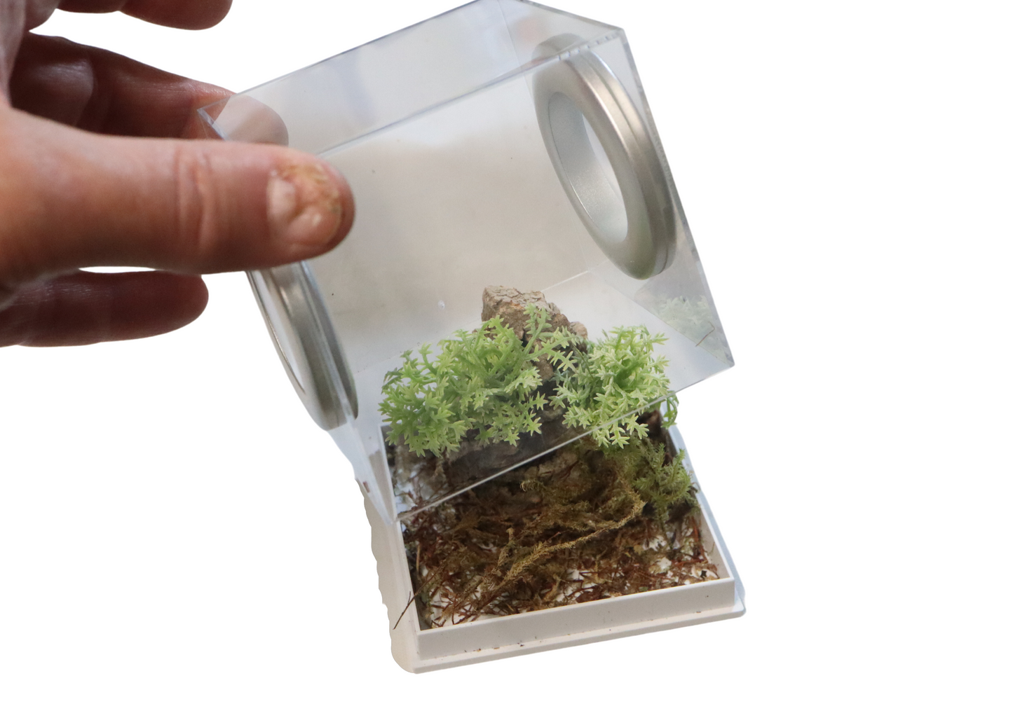 New Style Rearing Cube