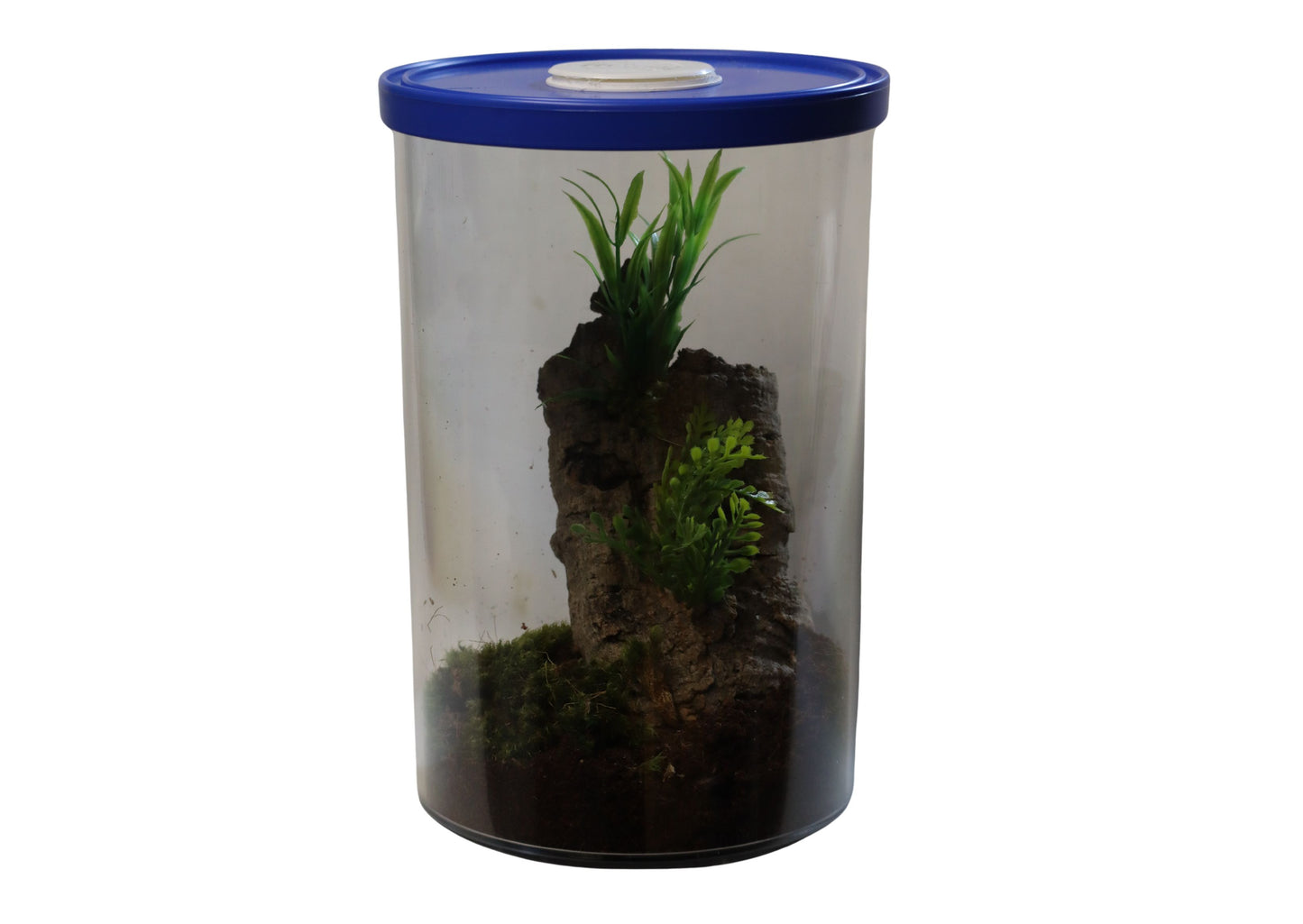 Cylinder Style Terrarium