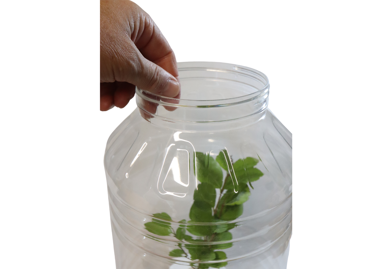 XXL Stick Insect Jar Including Substrate & Twig Pot Fine Mesh