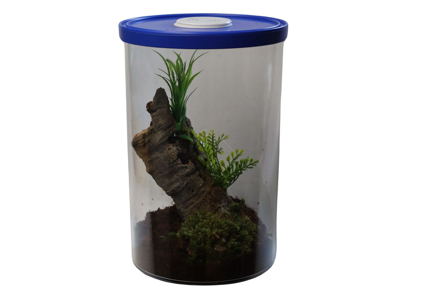 Cylinder Style Terrarium