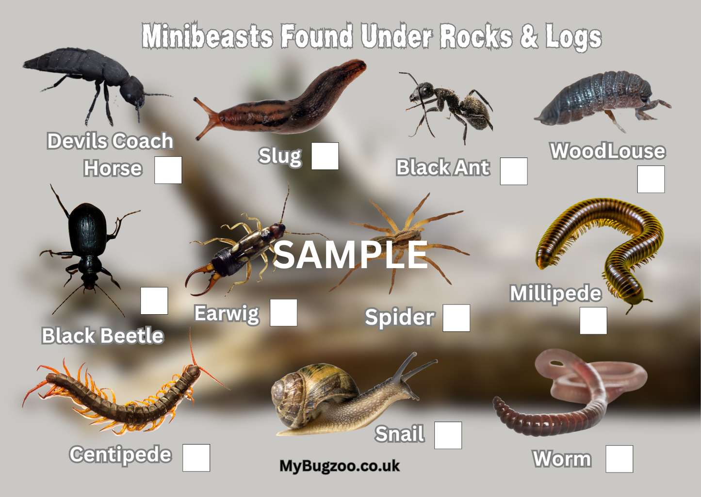 Small A6 Bugs Under Rocks & Logs Spotter Card