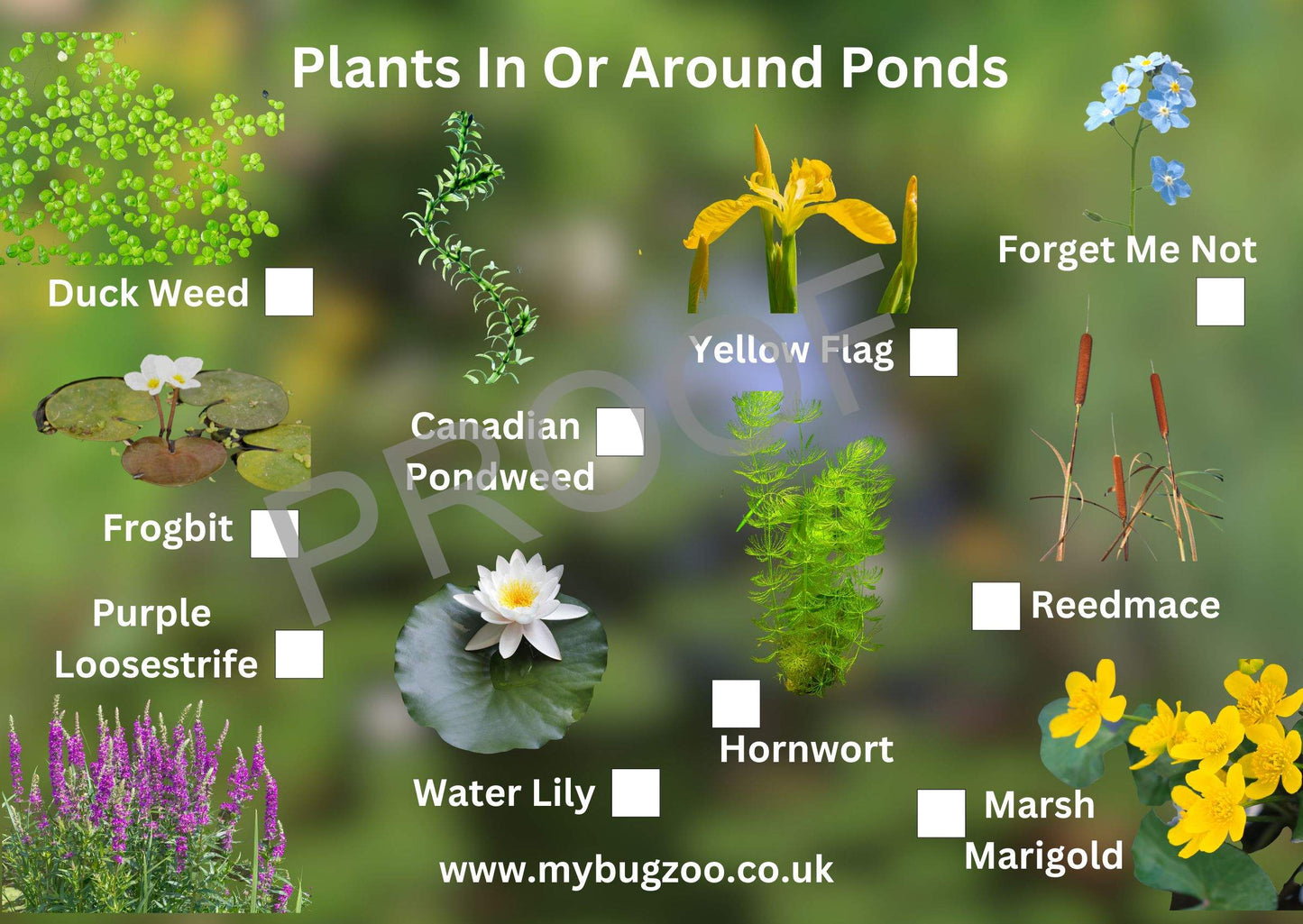 Small A6 Plants In Or Around Ponds