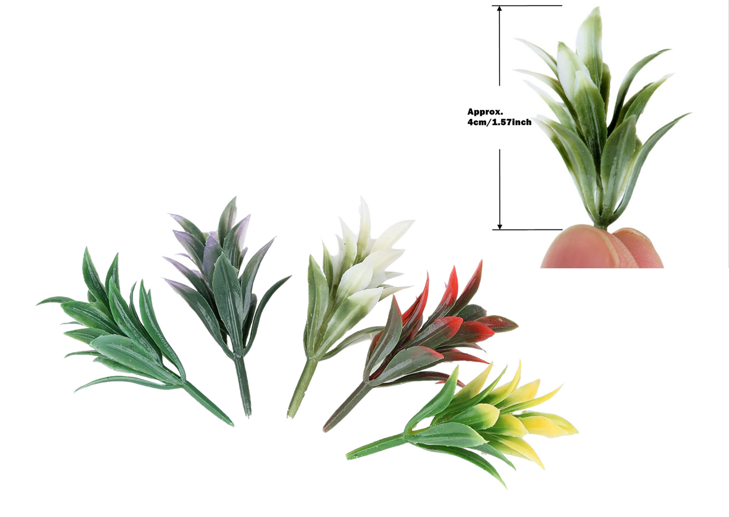 Mini Plants For Ant Farm