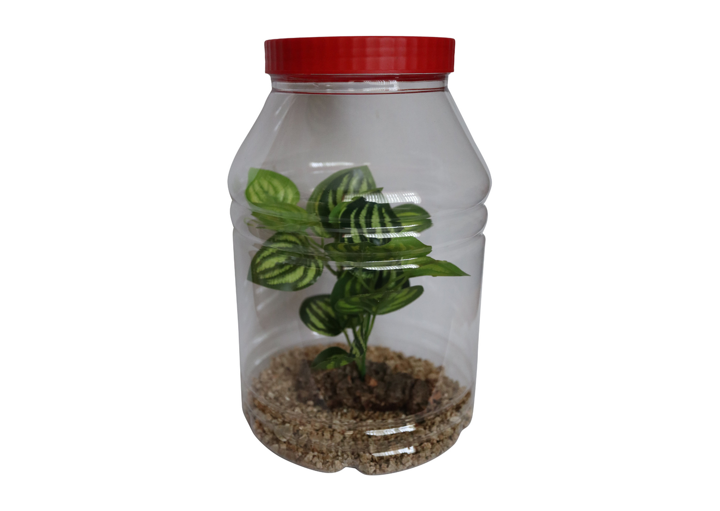 XL Praying Mantis Jar Coarse Mesh Vent Including Decor