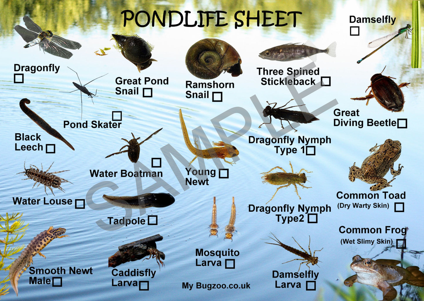 Small A6 Pond Life Spotter Card