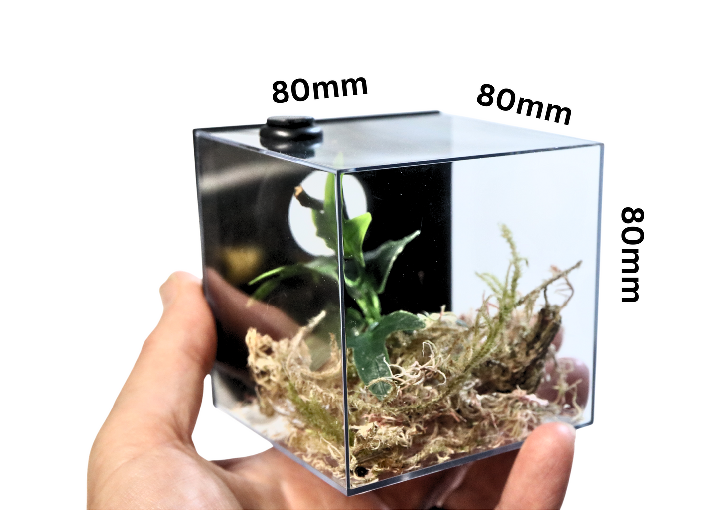 Spider Rearing Cube Back Access