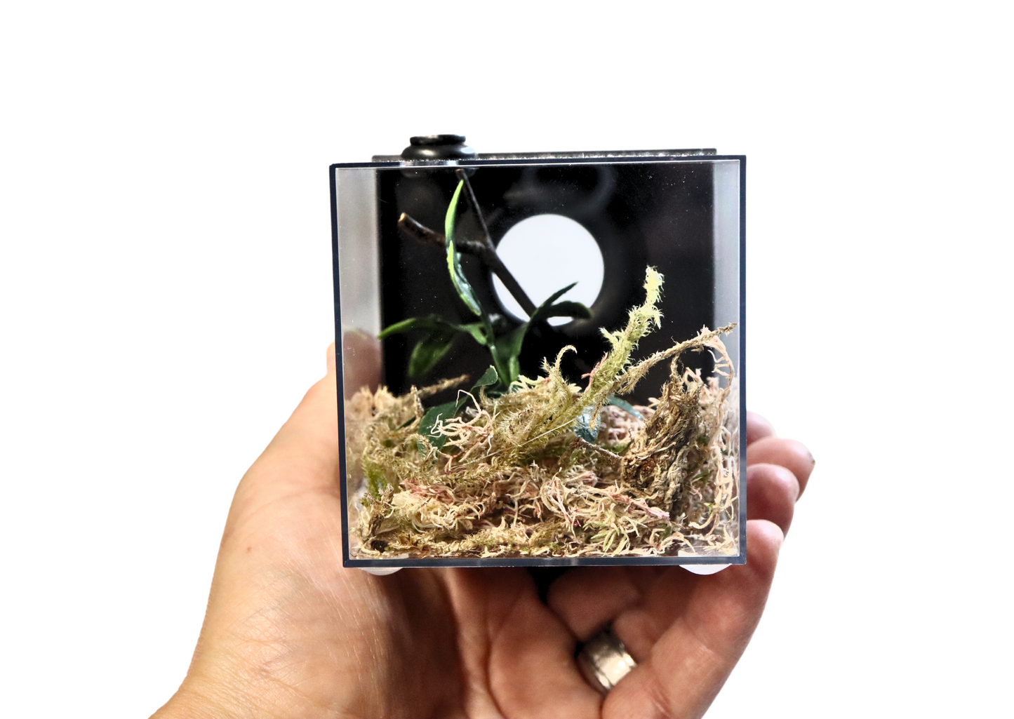 Spider Rearing Cube Back Access