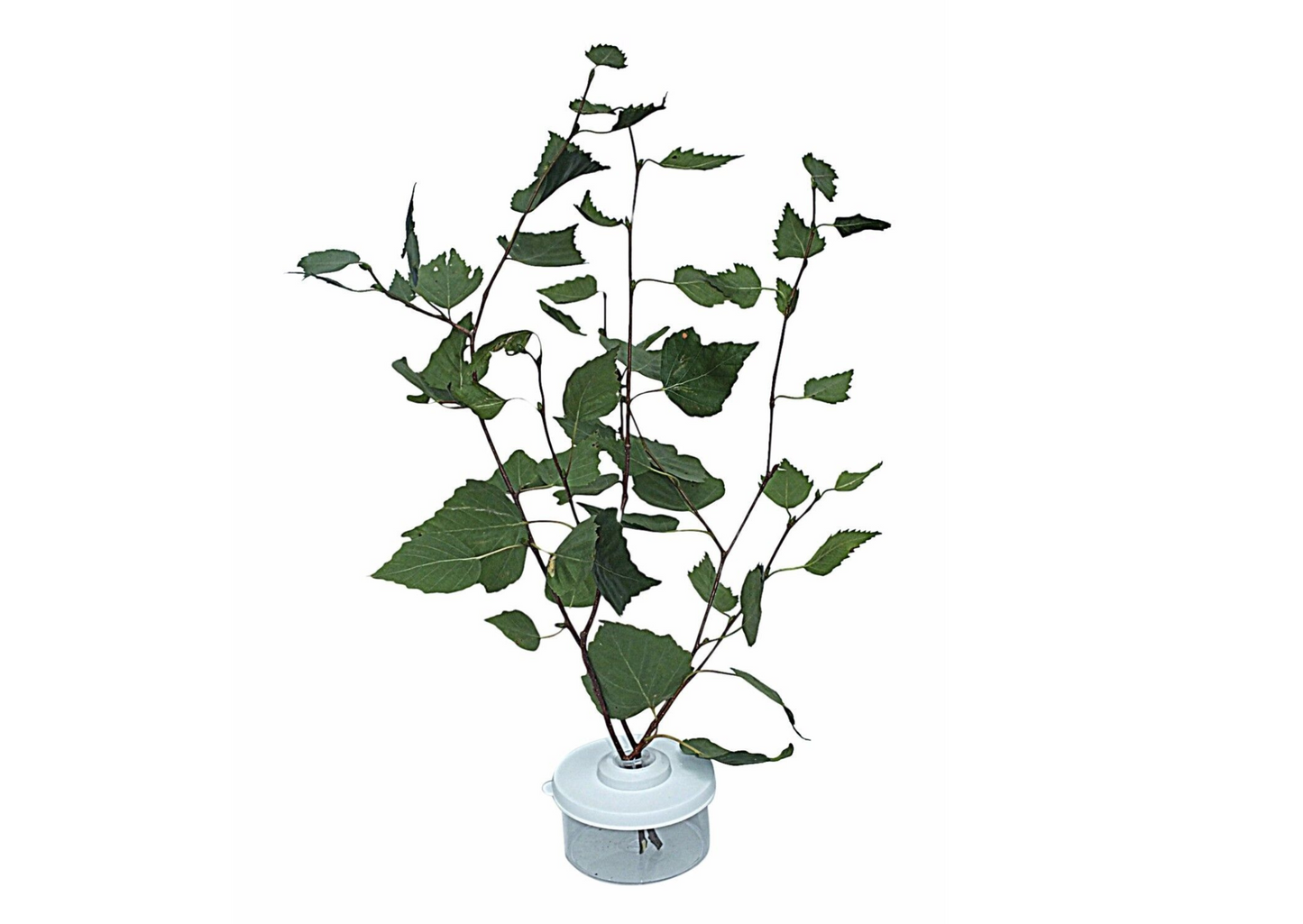 Pair Of Mini Twig Pots - for Stick Insect Cages