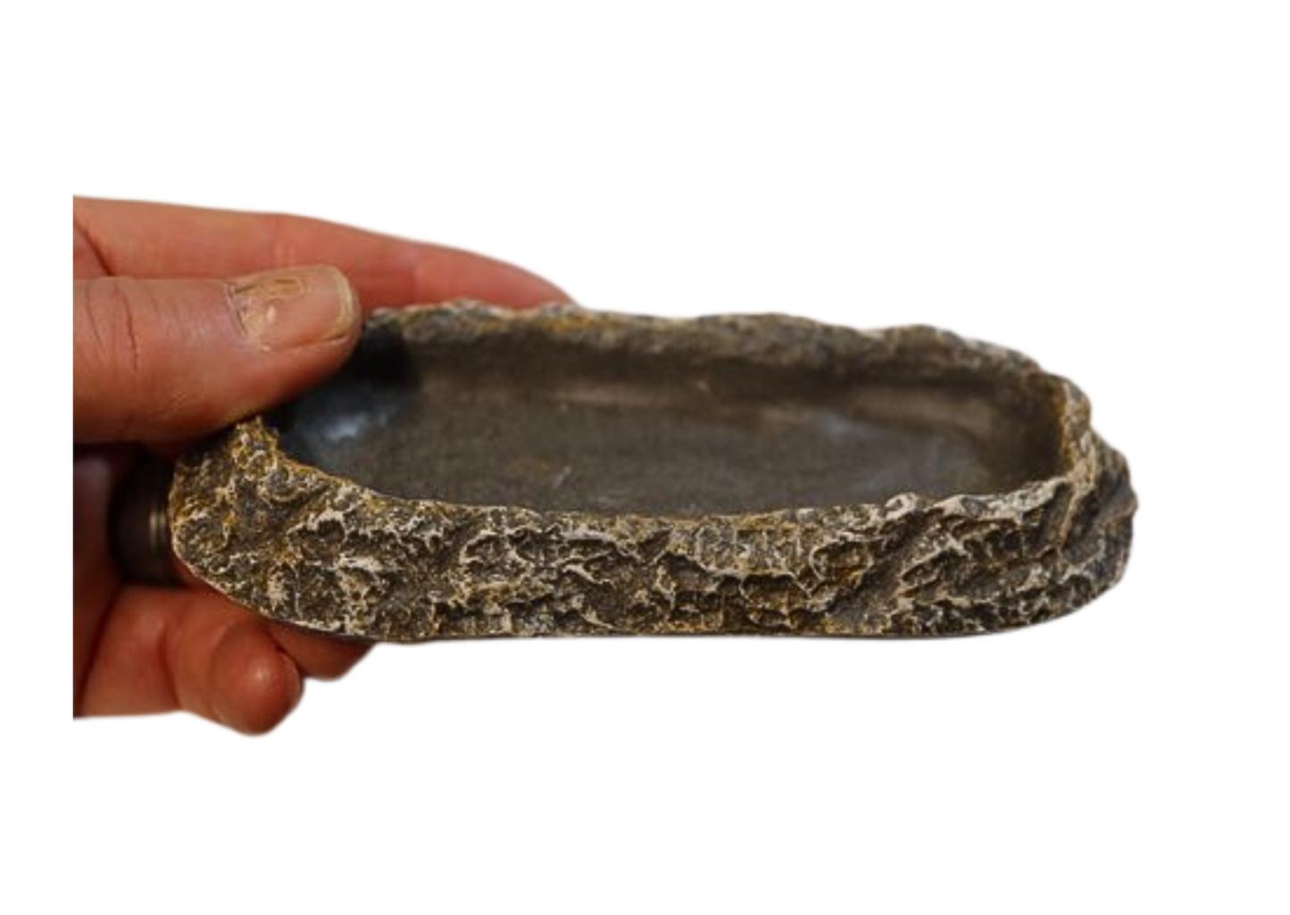 Shallow Water Bowl/Pool