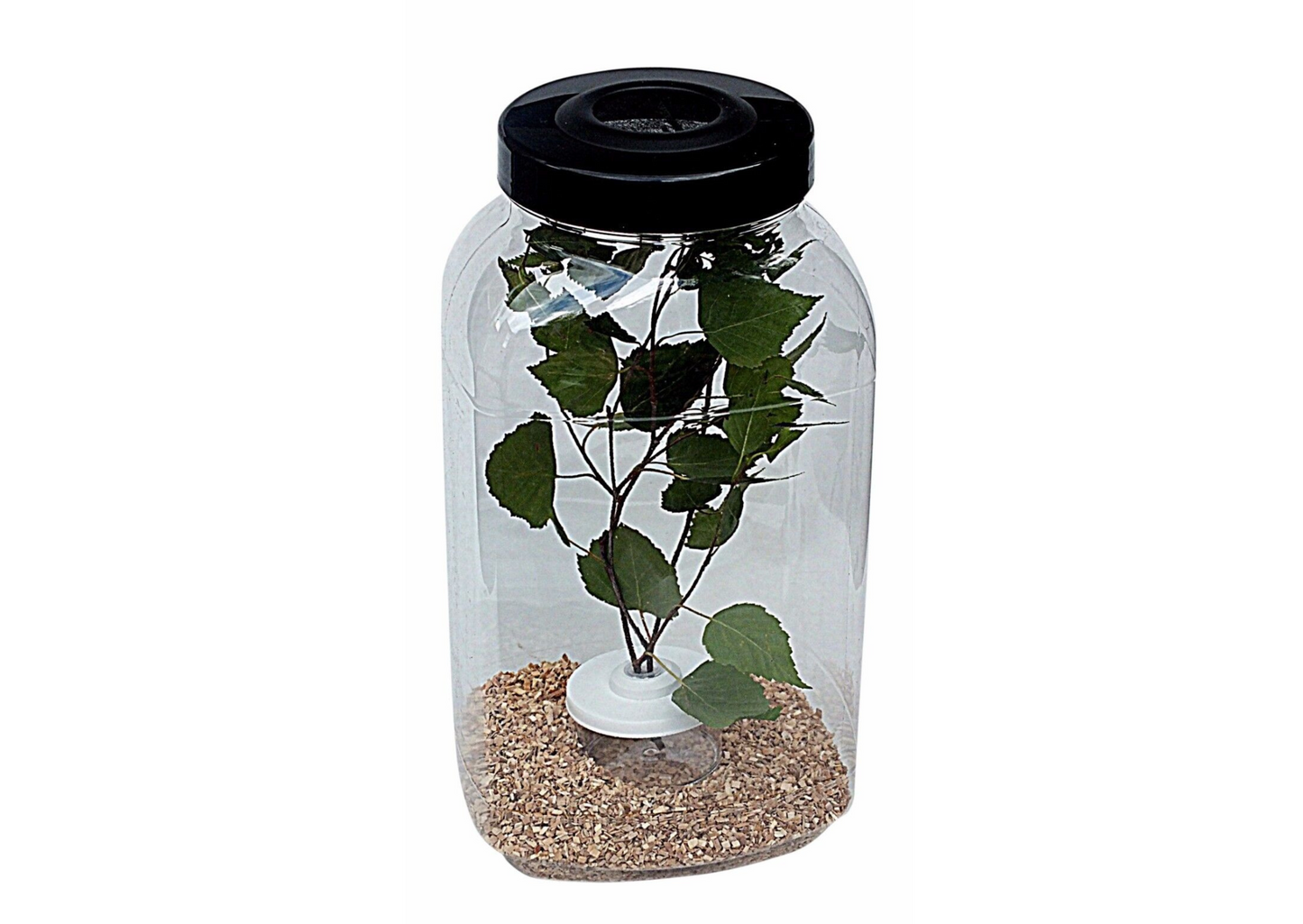Pair Of Mini Twig Pots - for Stick Insect Cages