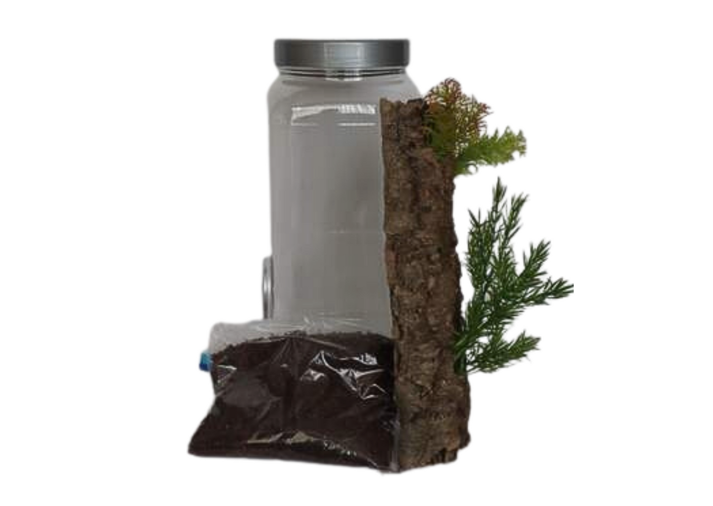 Tall Slim Style Insect Rearing Jar Twin Vented Coarse Mesh Silver Lid