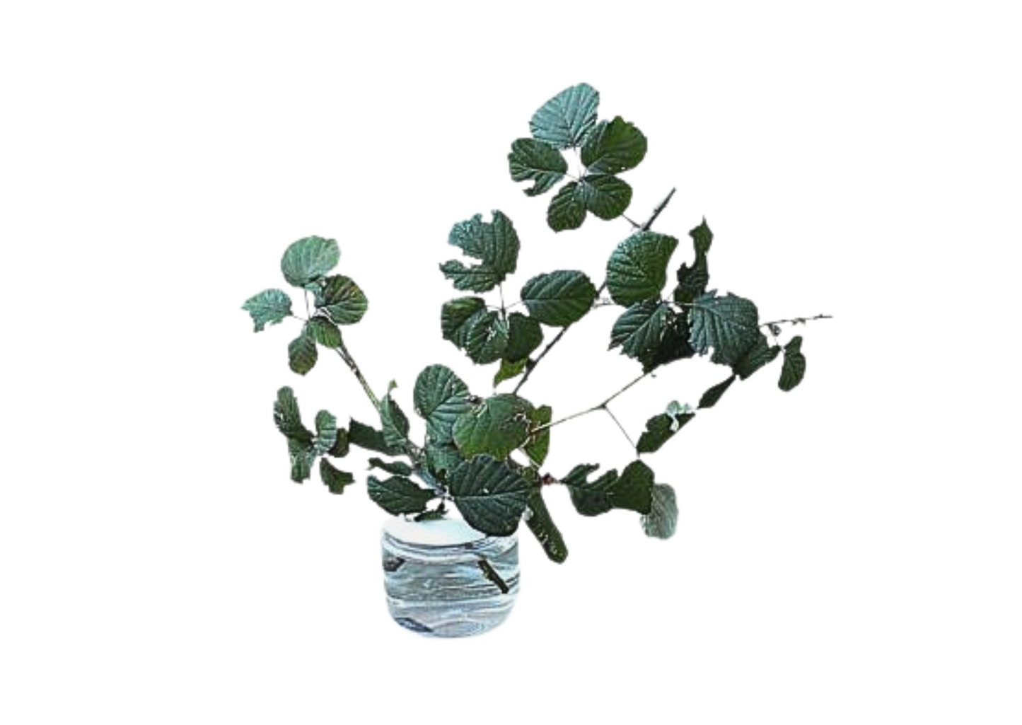 Large Single Twig Pot 1 LTR