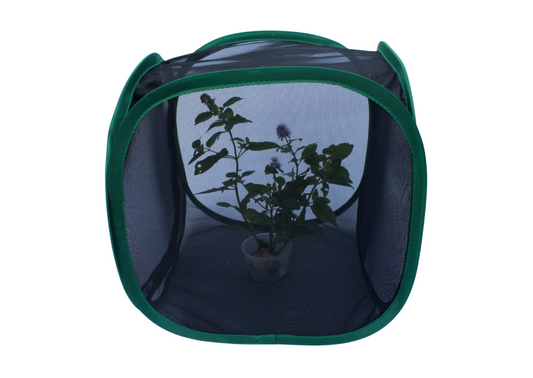 30cm Insect Rearing Cage BLACK