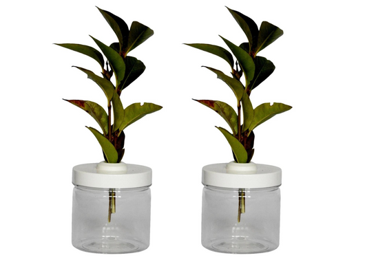 Pair Small Twig Pots, For Stick Insect Cage