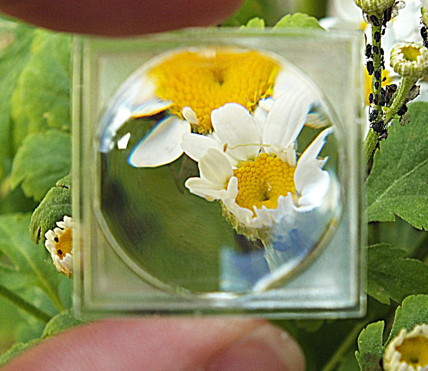 Mini Bug Viewers 25mm x 25mm