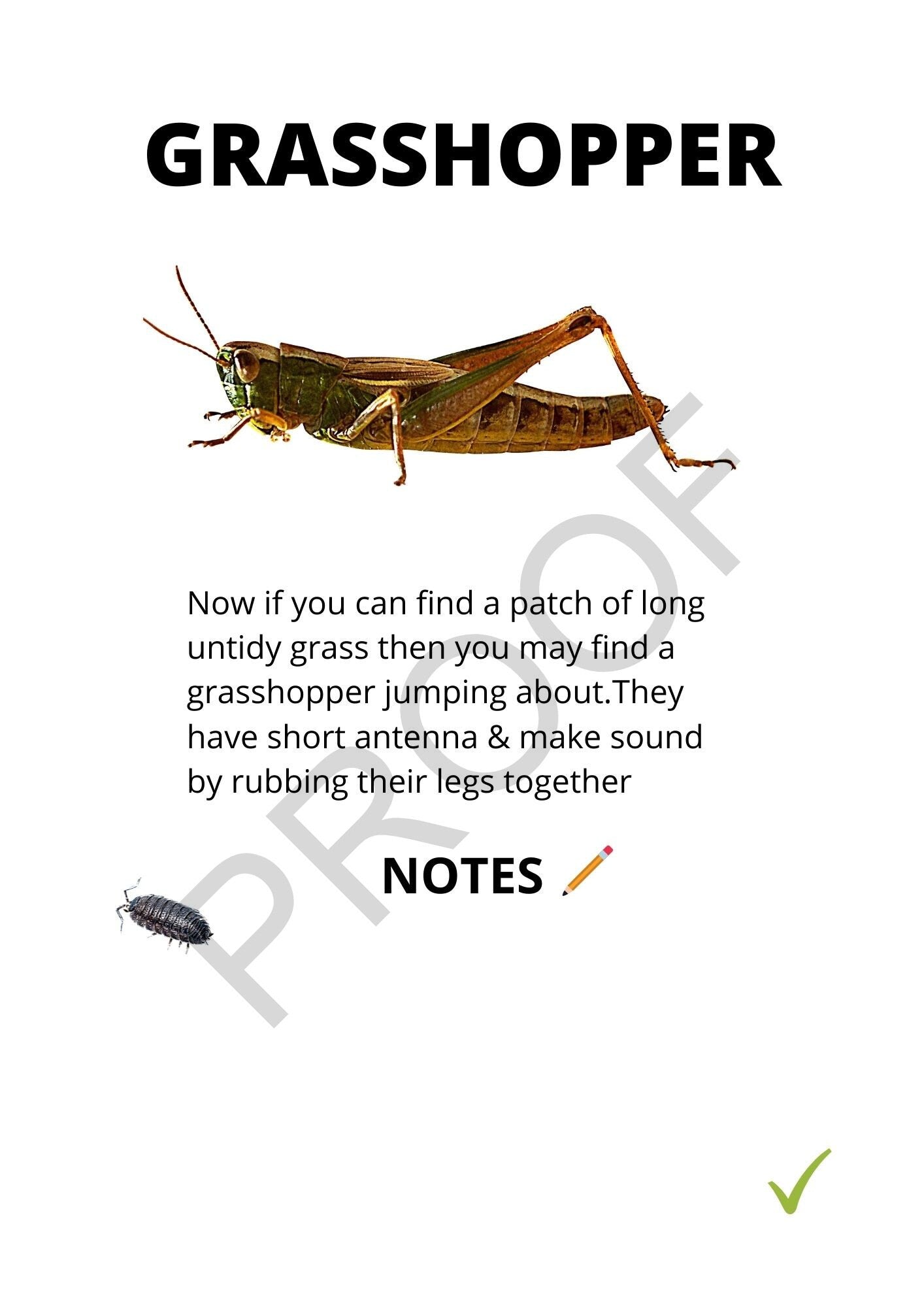 Backyard Bughunting Pocket Bug Hunting Guide & Activity Book