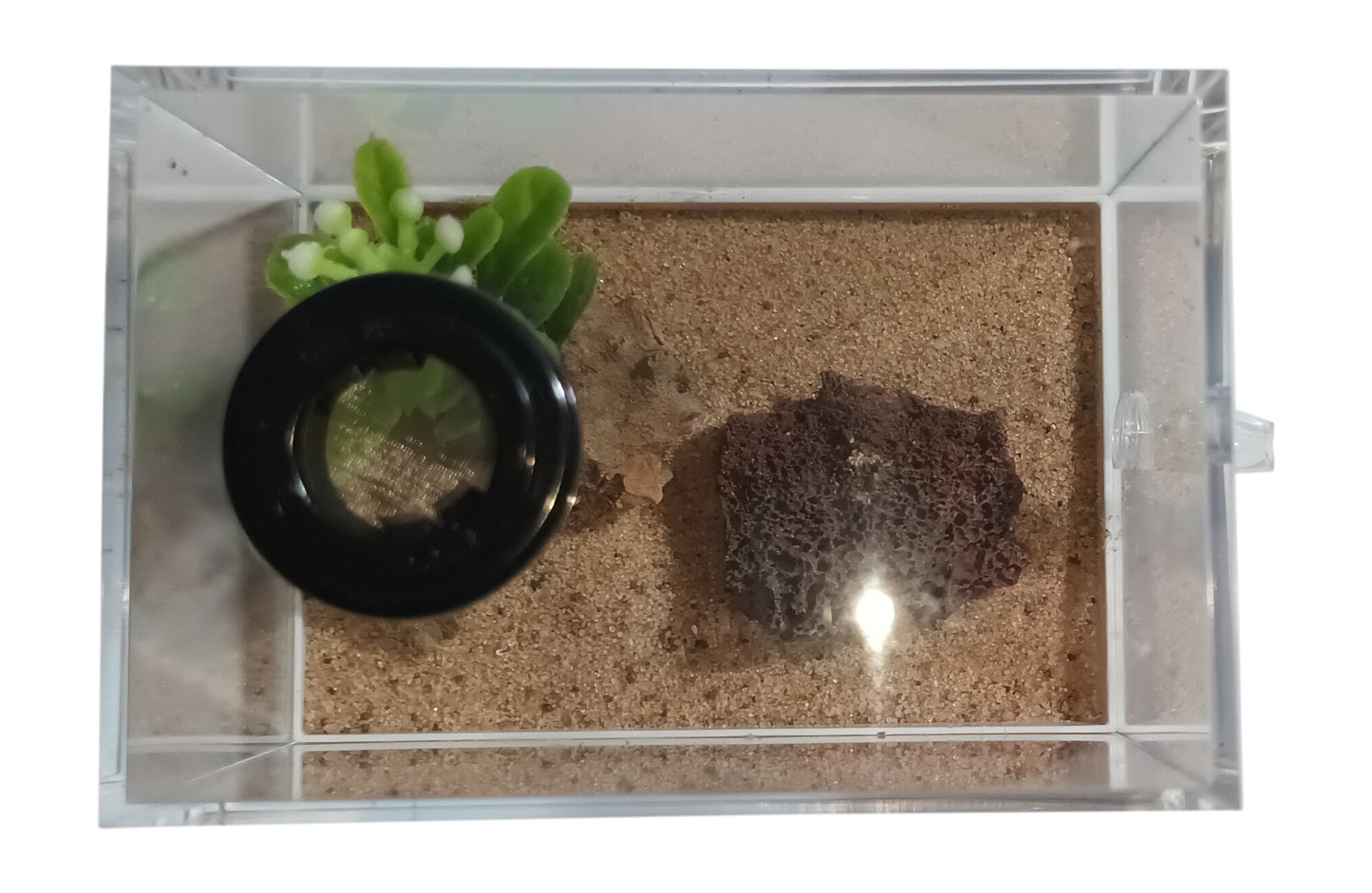 Ant Farm Outworld Set
