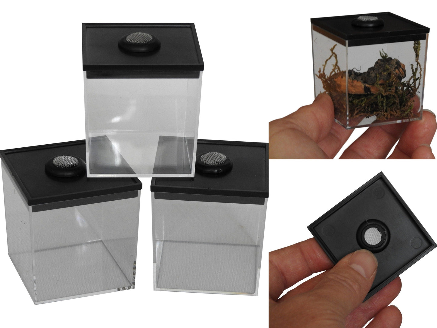 Small Cube Rearing Boxes