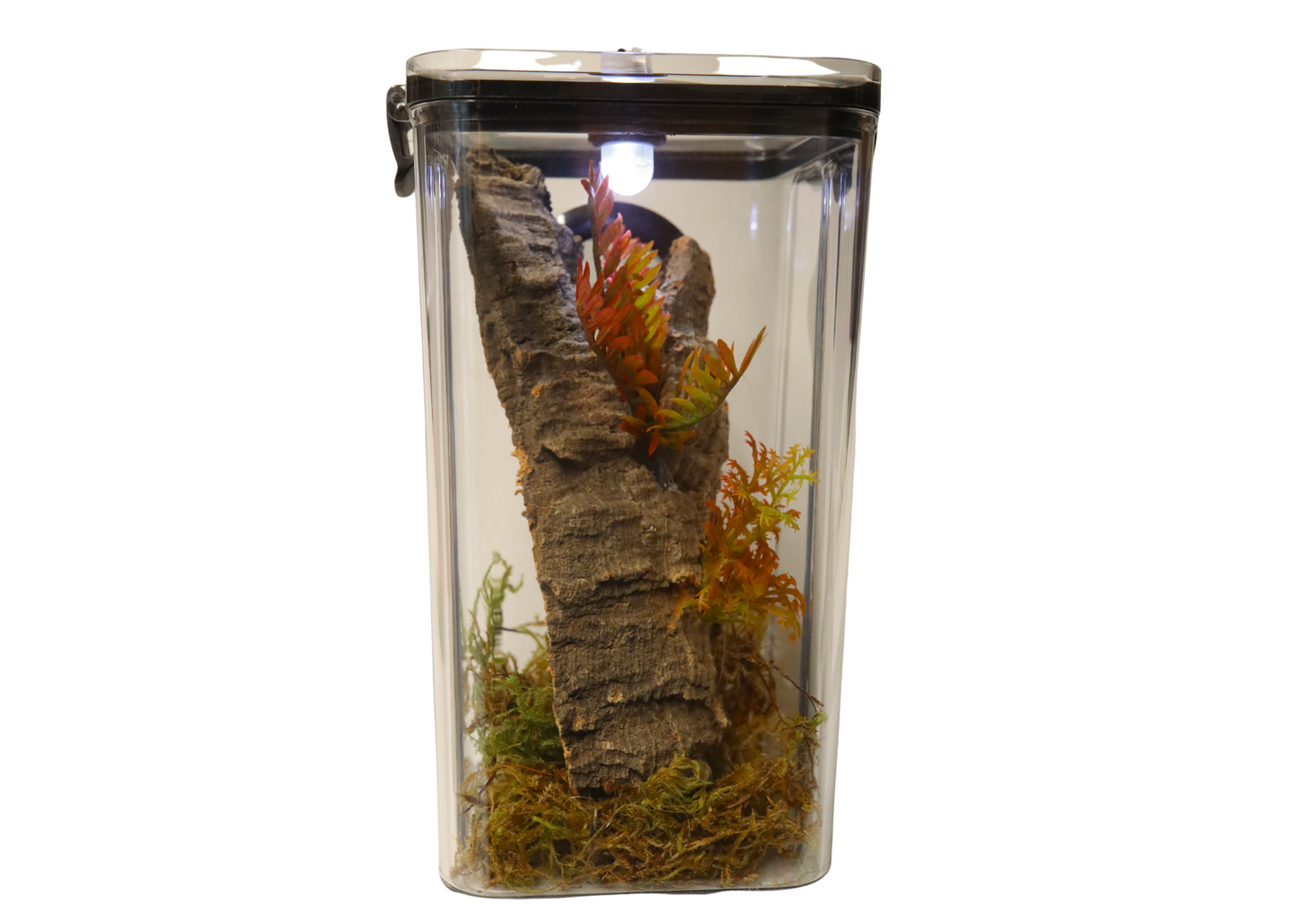 Arboreal Invertebrate Keeper Clear Lid