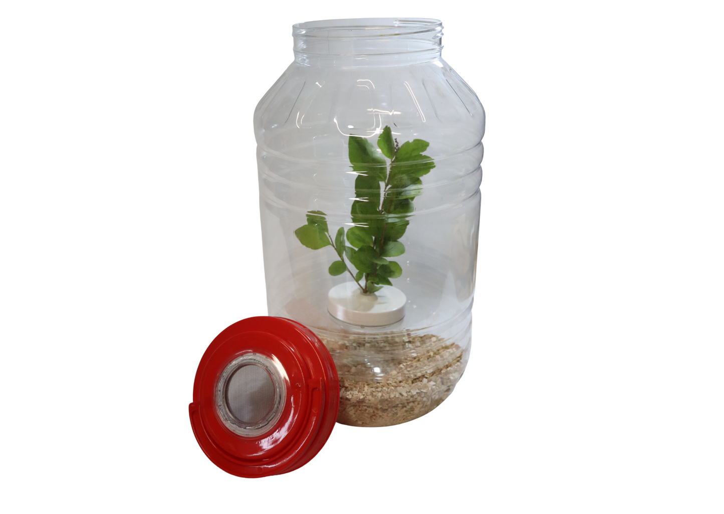 XXL Stick Insect Jar Including Substrate & Twig Pot Fine Mesh