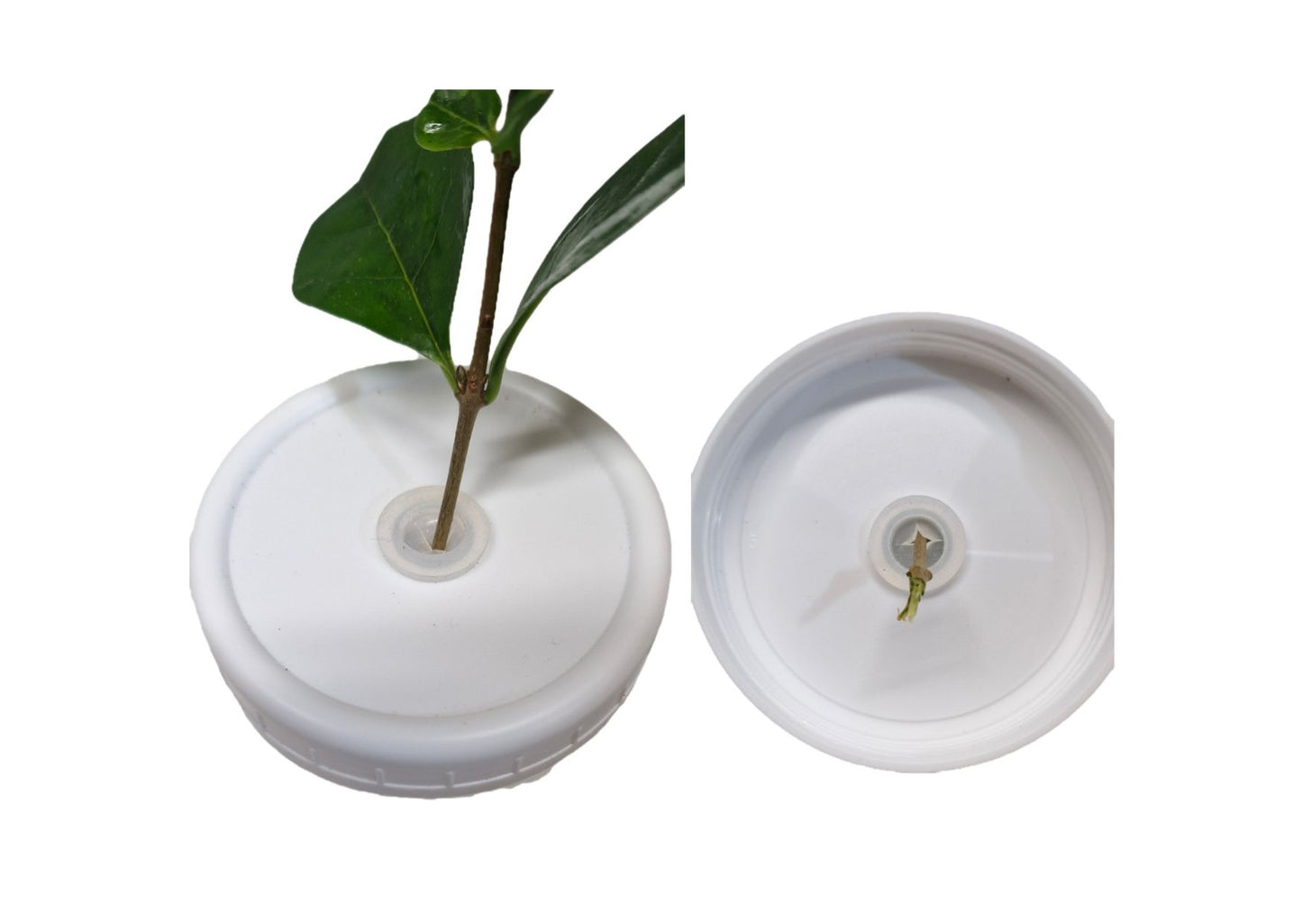 Innovative Anti-Drown Twig Pot 120mL X 1