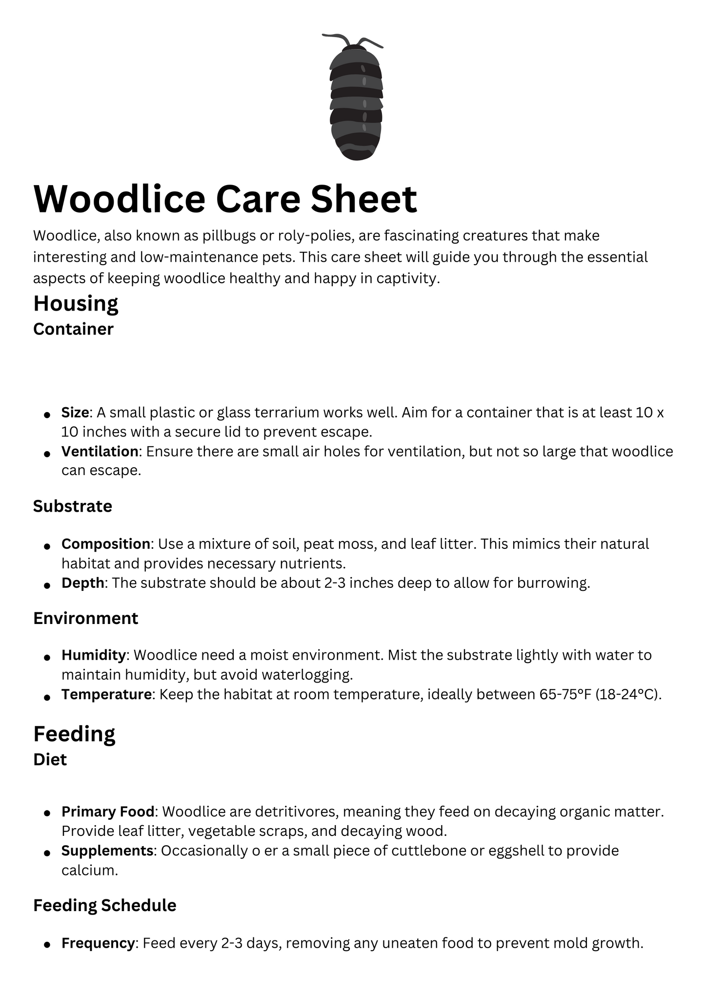 Isopod/Woodlice Care Sheet