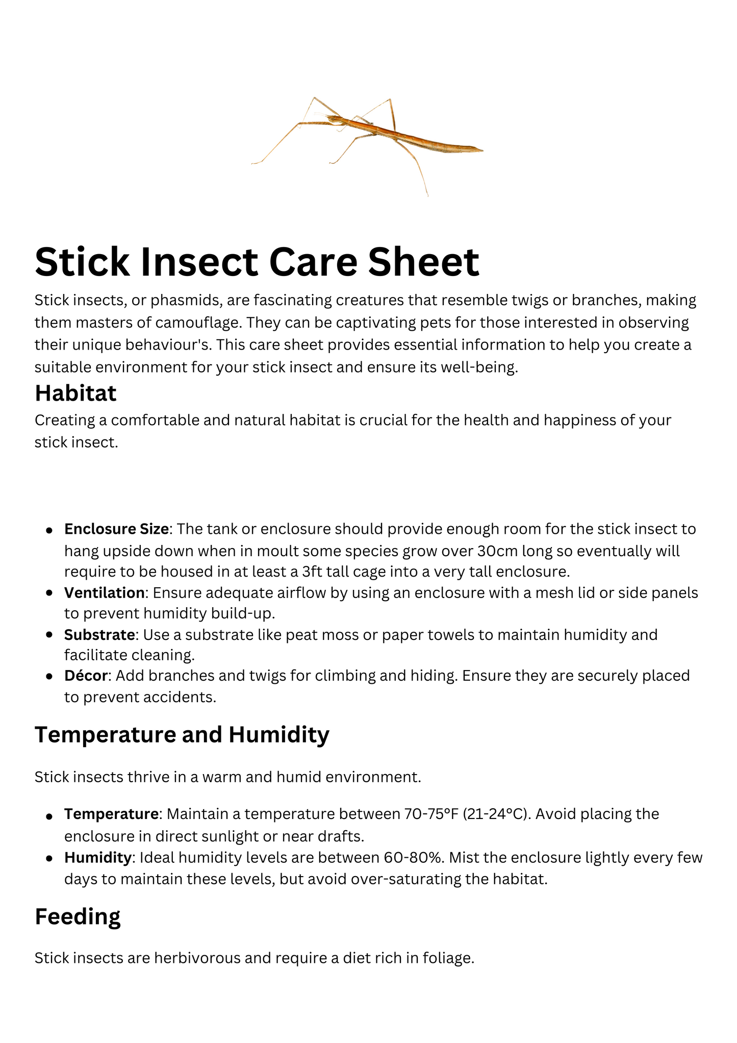 Stick Insect Care Sheet