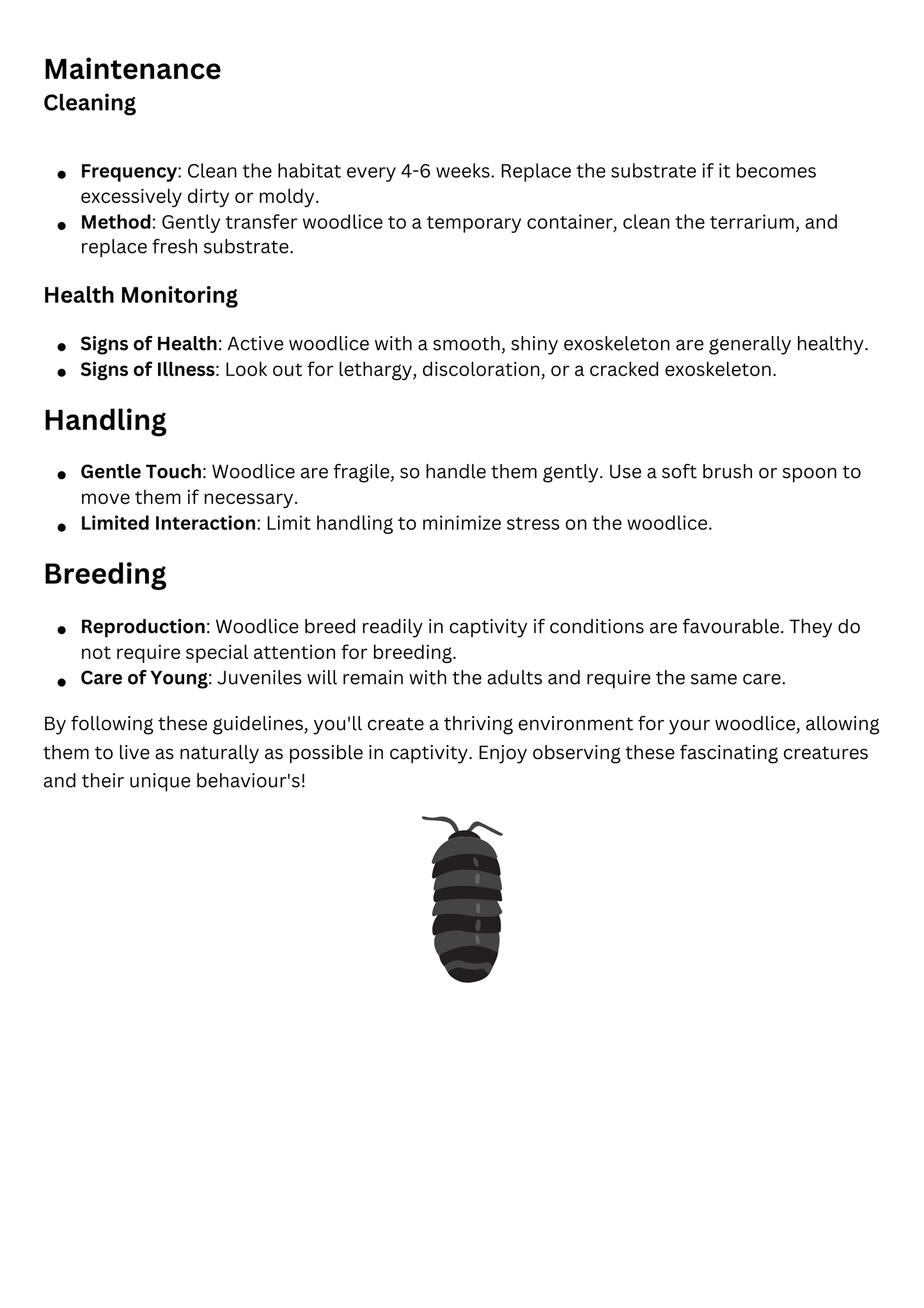 Isopod/Woodlice Care Sheet