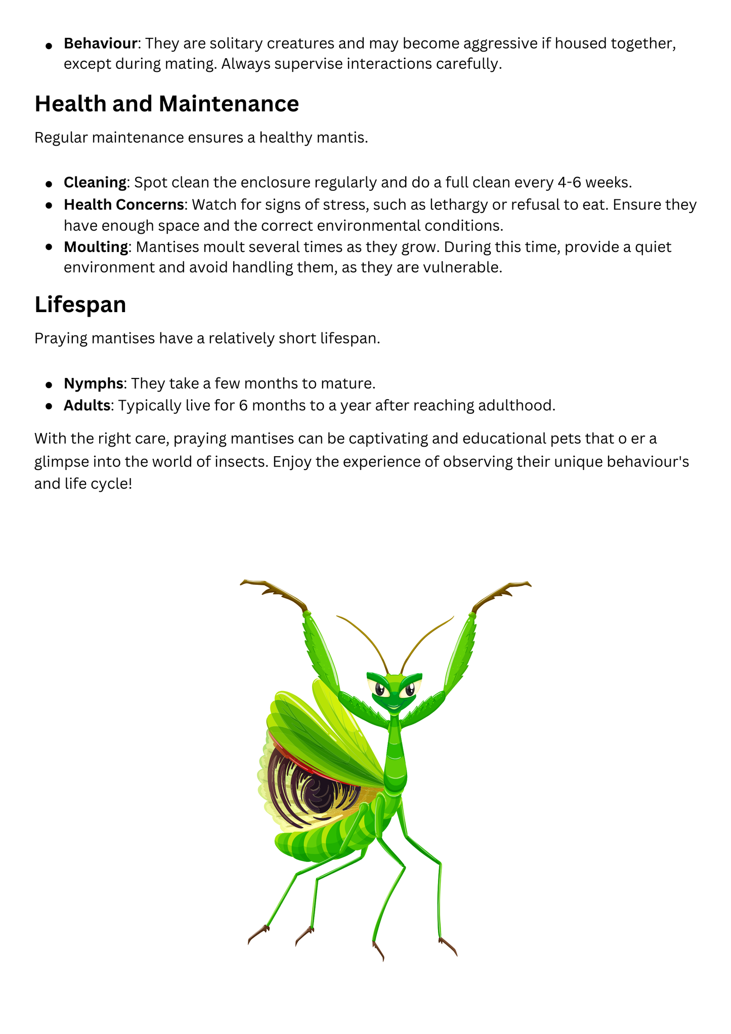 Praying Mantis Care Sheet