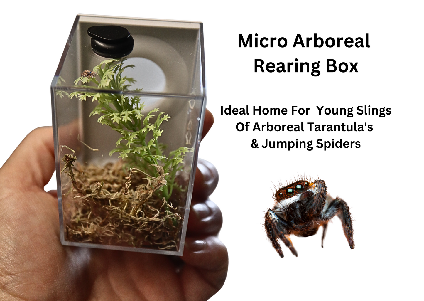 Micro Arboreal Rearing Box