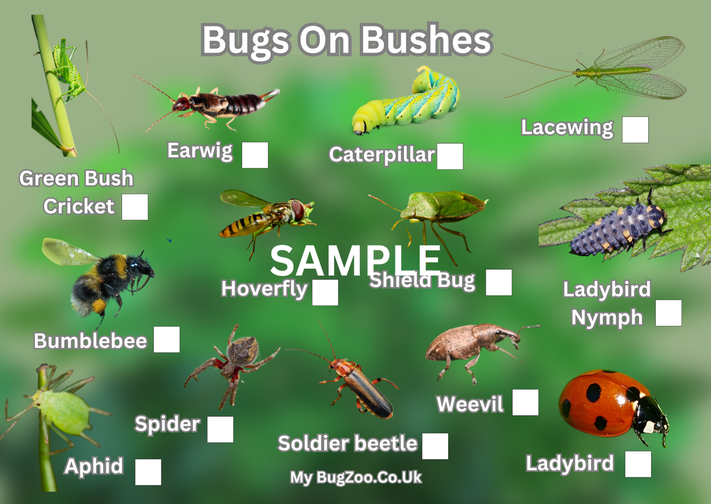 Bugs On Bushes Spotter Card
