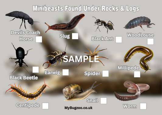 Bugs Under Rocks & Logs Spotter Card
