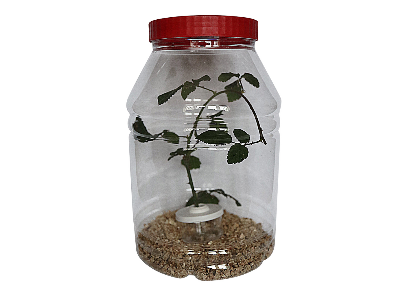 XL Stick Insect Jar Fine Mesh Vent Including Substrate and Twig Pot