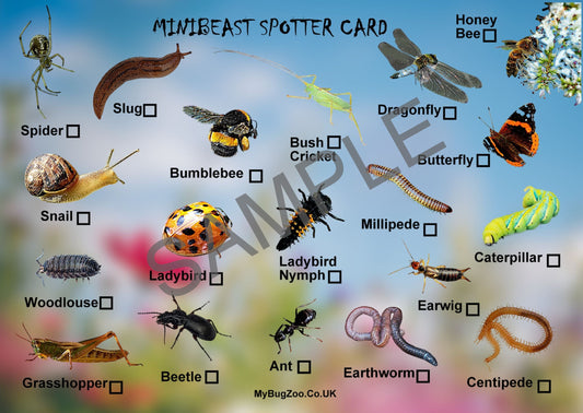 Large A4 Bug Hunting Spotter Cards Garden Minibeasts