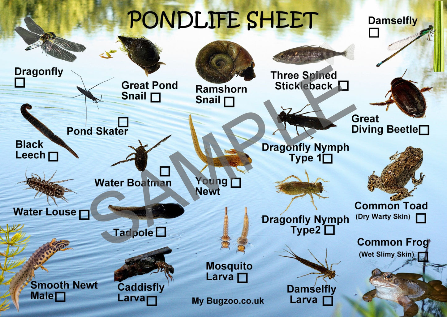 Large A4 Pond Life Spotter Card