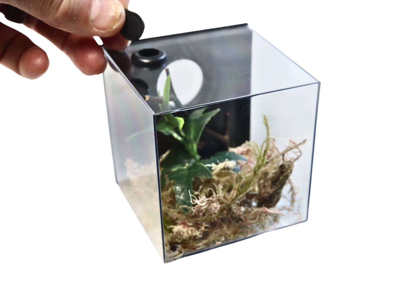 Spider Rearing Cube Back Access