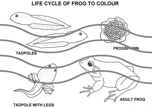 Frog Life Cycle Download