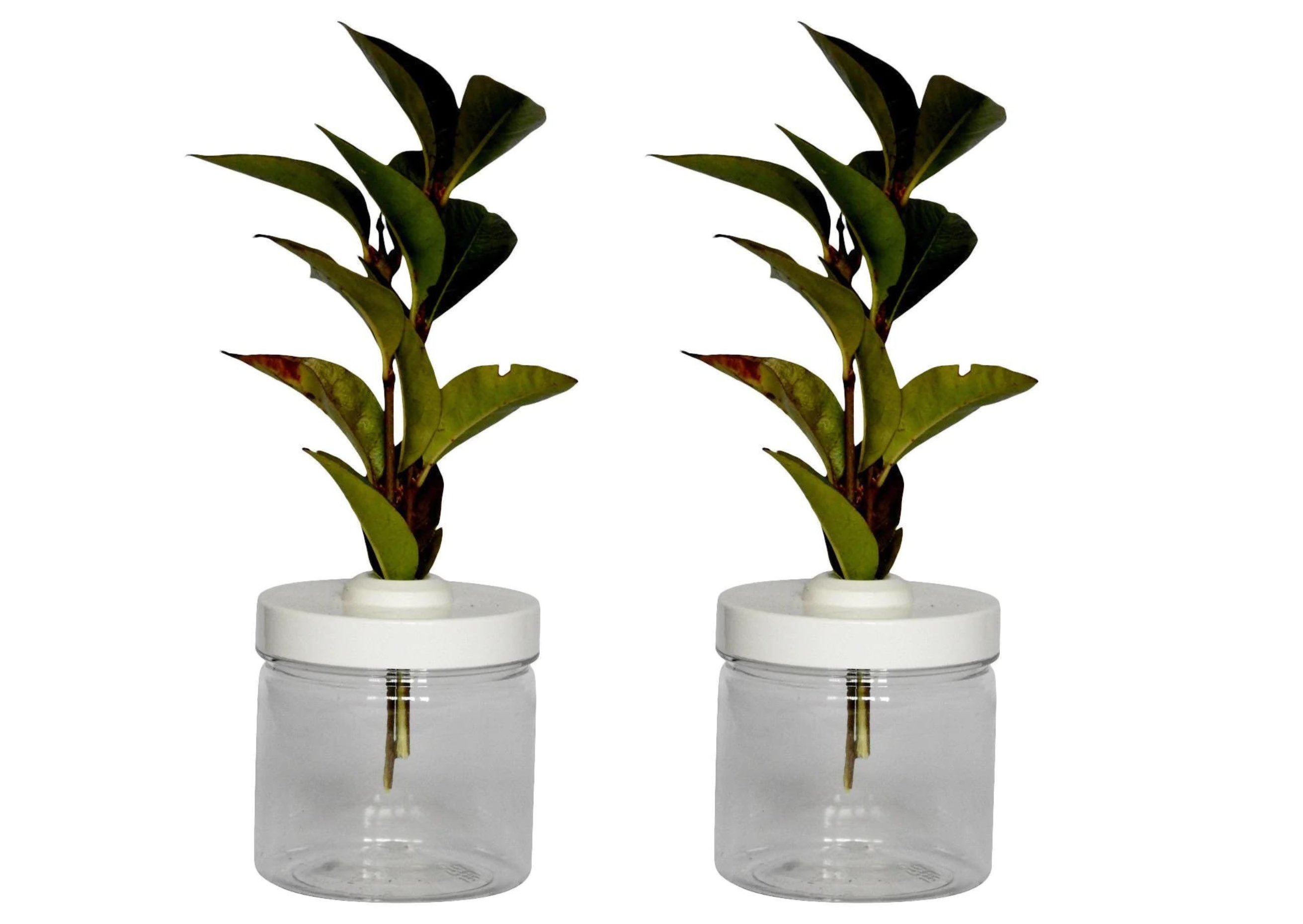 Pair Small Twig Pots, For Stick Insect Cage – My BugZoo