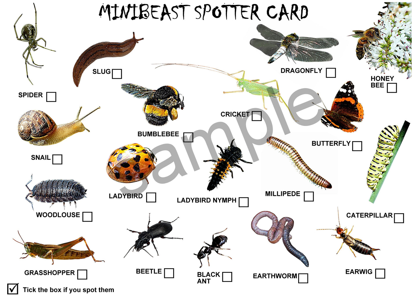 Bug Hunting Spotter Cards-Minibeast