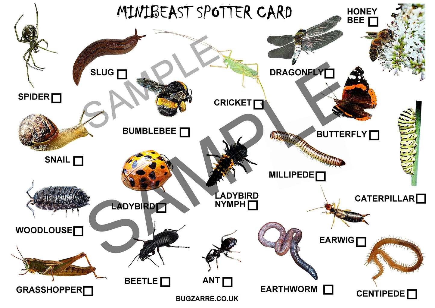 Large A4 Bug Hunting Spotter Cards Garden Minibeasts
