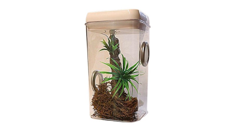 Tall Mini Insect Vivarium With Decor Pack